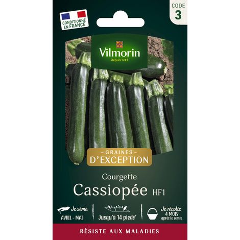 Vilmorin Courgette Cassiopée HF1 - Graines d'Exception (1/2)