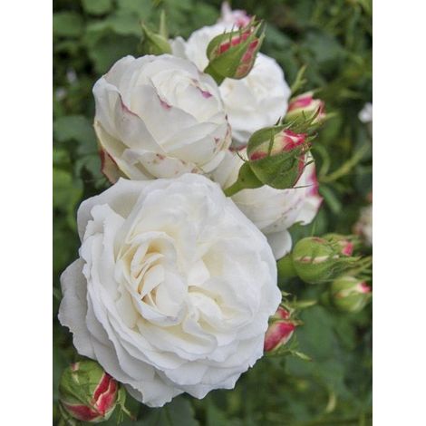 Rosier ancien Bourbon 'Boule de Neige' Pot de 4L/5L (1/3)