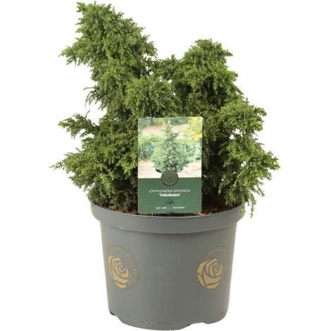 Cryptoméria du Japon Yokohama - Cryptomeria japonica Yokohama Pot 5L (1/2)