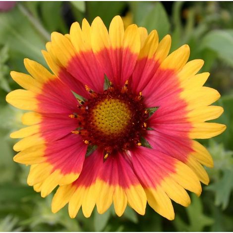 4 x Gaillarde vivace  - Gaillardia 'Kobold'  - godet 9x9 cm (1/4)
