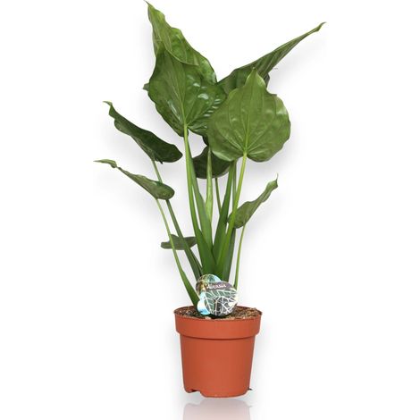 Gardenaria Alocasia cucullata - Pianta da interno ornamentale - Altezza: 70 cm (vaso 19)
