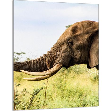 Glasschneidebrett 40x52 Elefant (1/5)