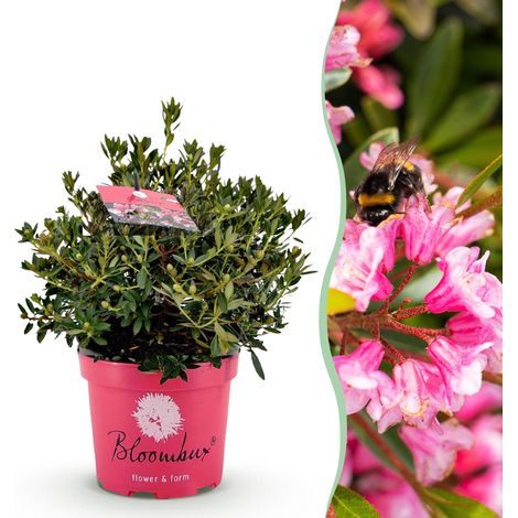 Rhododendron Magenta Buis Fleuri Persistant pour Haie et Bordure Rose Pot 23cm H45-55cm - PANGIVO (1/5)