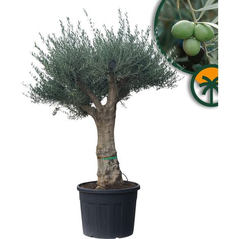 Olivier ramifié – Olea Europaea Koroneiki – 130 L – Tronc lisse – (1/5)