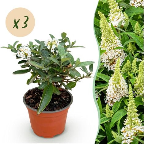 Arbre aux Papillons Buddleja davidii Butterfly Candy Little White Compact Blanc Lot de 3 Plants - PANGIVO (1/5)
