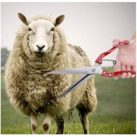 Cisailles manuelles pour moutons, chèvres et agneaux, ciseaux en acier inoxydable pour la tonte à la main, ciseaux multifonctionnels pour la coupe de la laine de mouton (1/4)