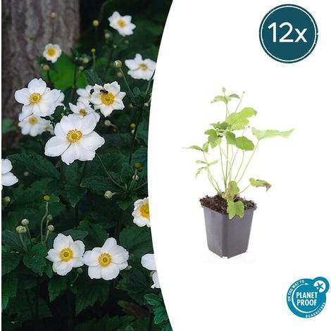 Lot de 12 Anémones du Japon 'Honorine Jobert' Fleurs Blanches d'Automne Pot Ø 9 cm H 10-25 cm - PANGIVO (1/5)