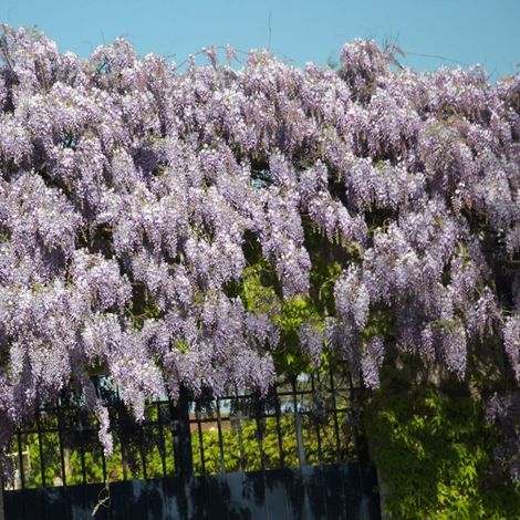 Glycine de Chine/Godet - 5/10 cm