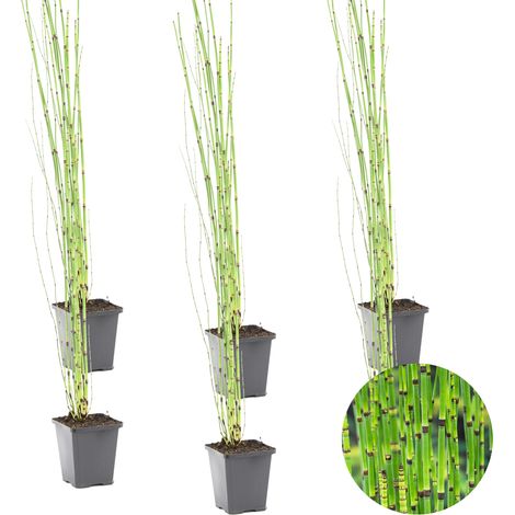 Bloomique - Lot de 6 - Equisetum Japonicum - Prêle du Japon - Plantes de bassin - Plantes aquatiques - Rustique - Hauteur 20-30 cm - Pot 9 cm