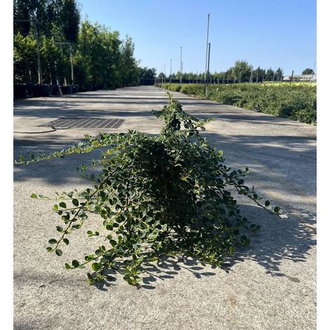 Gardenaria Cotoneaster microphyllus 'Queen of Carpets' - Arbusto ornamentale da giardino - Altezza: 30/35 cm (vaso19) (1/3)