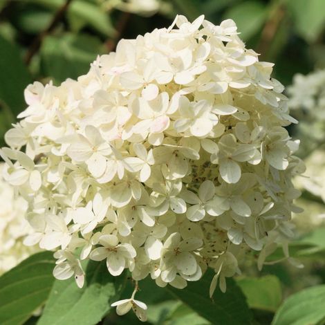 Gardenaria Ortensia - Hydrangea Paniculata 'Pastel Green' - Pianta acidofila ornamentale da esterno - Altezza: 40/50 cm (vaso19) (1/2)
