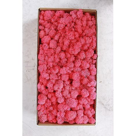 rosea Dcoration Murale En Mousse Prserve Vritable Mousse Prserve Aucun Entretien Requis Mousse Naturelle Prserve Pour La Maison, Les Ftes Murales