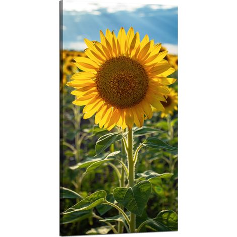 Leinwanddruck Botanik Sonnenblumenfeld 60x120