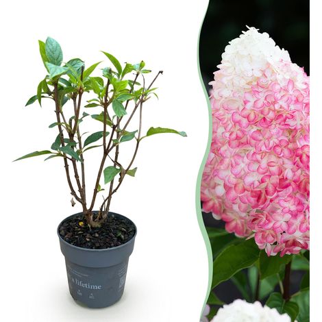 Hortensia Paniculé Hydrangea Living Pink & Rose - Plante de Jardin Rustique Rose et Blanc - Pot 12cm - PANGIVO (1/4)