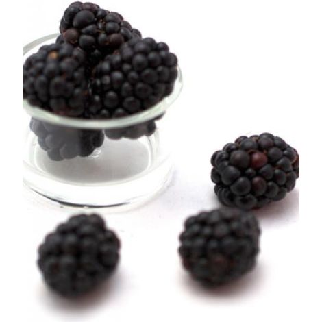 Mûrier 'Jumbo' Pot de 1,5L/2L