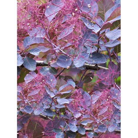 Arbre à perruque 'Dusky Maiden' Pot de 3L/4L