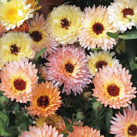 Semences Fleurs Calendula 2000 – Plantes Jardin, Floraison Durable, Culture Facile et Rapide (1/5)