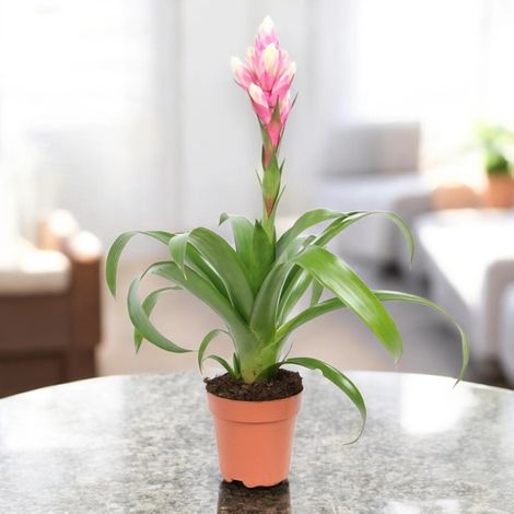 Gardenaria Guzmania 'Candy' - Pianta da interno ornamentale - Altezza: 50 cm (vaso 12) (1/5)