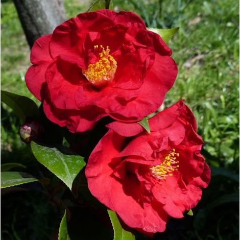 Camelia Japonica "Dr Burnside" vaso 18cm H90 foto reali