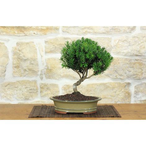 Bonsai di Tasso (11)