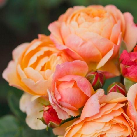 Gardenaria Rosa 'Creme Brulée' - Rosa da giardino - Altezza: 40/50 cm (vaso20) (1/4)