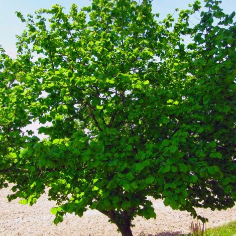 Pépinières Naudet – Noisetier commun – Corylus avellana – Arbre à feuillage caduc – Fleurs unisexuées de mars à avril – Hauteur à maturité 4-6m
