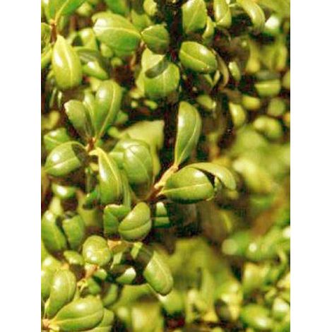 Houx crénelé 'Convexed Gold' Pot de 12 cm / 13 cm