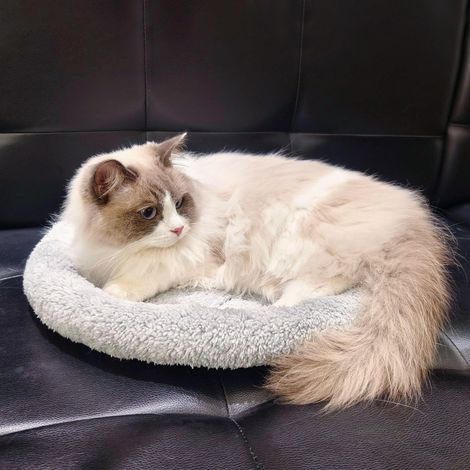 Enjoying Lit Rond pour Chat 40 cm avec Oreiller Adapté aux Petits Chiens Les Chats se Recroquevillent pour Dormir Fond Antidérapant Coussin Chaud pour Chat Adapté à la Cage