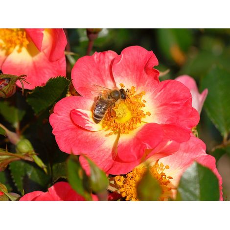 Gardenaria Rosa 'Bienenweide Bicolor' - Rosa da giardino - Altezza: 25/30 cm (vaso15) (1/4)