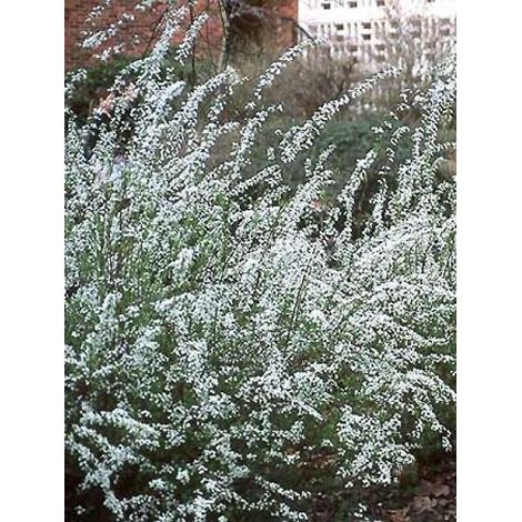 Spirée arguta Pot de 3L/4L (1/4)
