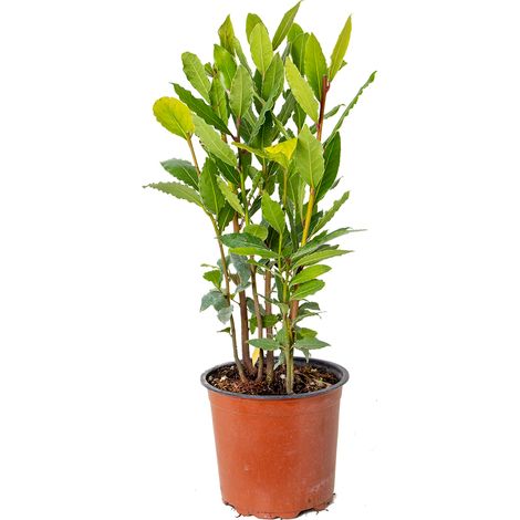 Bloomique - Laurus Nobilis - Laurier vrai - Plante de laurier - Plantes de jardin - Rustique - Hauteur 40-50 cm - Pot 15 cm