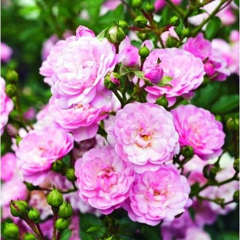 Rosier couvre-sol - Rosa 'The Fairy' 25-30 cm (1/3)