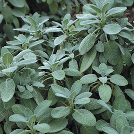 4 x Sauge officinale 'Berggarten' - godet 9x9 cm