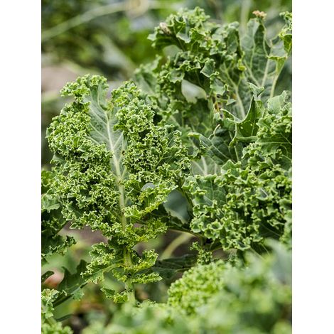 Chou frisé 'Dwarf Green Curled' le sachet de 250 graines (1g) (1/2)