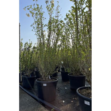 Gardenaria Ibisco - Hibiscus syriacus 'White Chiffon' - Arbusto ornamentale da giardino - Altezza: 40/60 cm (vaso19) (1/3)