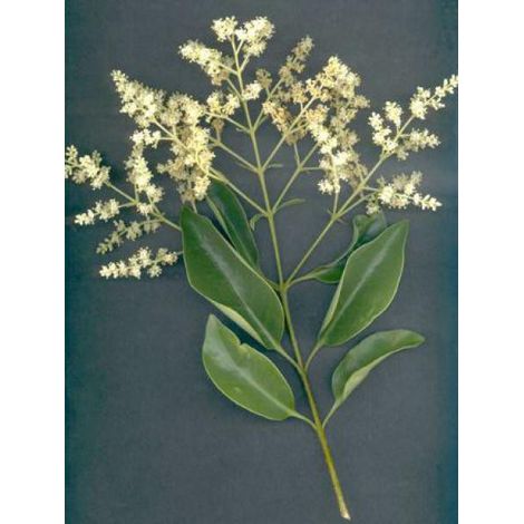 Troène du Japon Pot de 2L/3L (1/5)