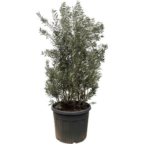 Olivier d'Europe Olea Europaea Arbuste Tronc Tortueux Vert Argenté H250 cm Ø55 cm - PANGIVO (1/4)