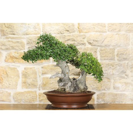 Bonsai di Phillyrea (25) (1/5)