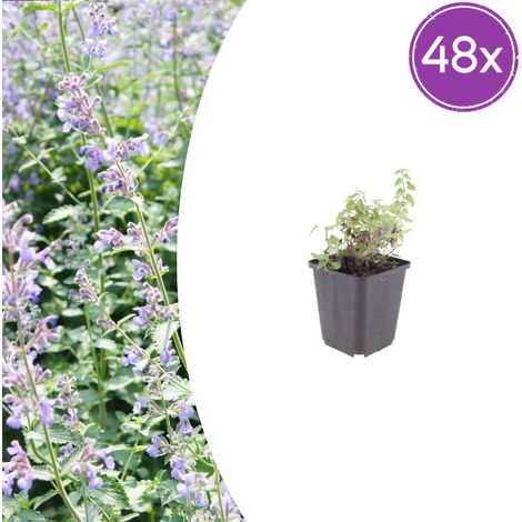 Nepeta faassenii - Lot de 48 Herbes à Chat - Plante Vivace Fleurs Bleu Lavande - Pot Ø 9 cm - PANGIVO (1/5)