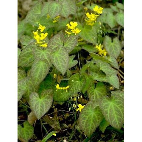 Fleur des elfes 'Fröhnleiten' Pot de 2L/3L (1/2)