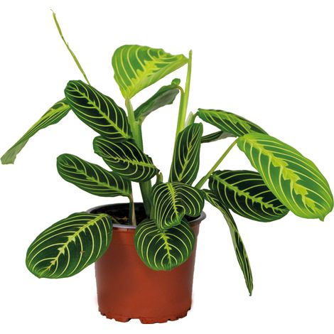 Bloomique - Maranta Lemon Lime - Plante priante - Plante suspendue - Dépolluante - Sans danger pour les animaux - Hauteur 10-20 cm - Pot 12 cm