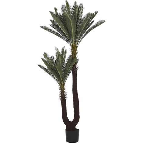 Planta Pe 80X80X170 Sago Cycas Verde (1/4)
