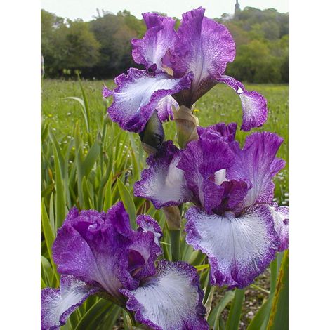 Iris des jardins remontant'Mariposa Autumn' Rhizome, Calibre 10/15, qualité extra (1/2)