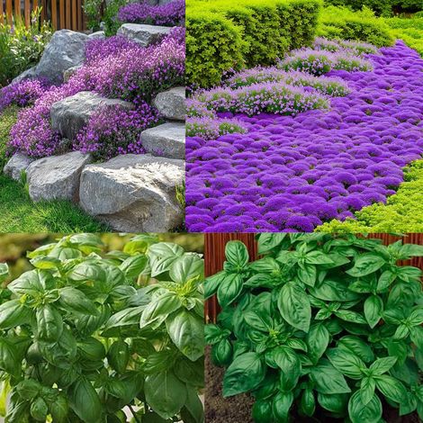 Kit herbes – Thym violet + Basilic vert – 10000 + 1000 graines – Idéal pour potager et balcon