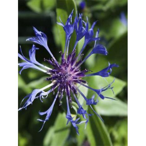 Bleuet, Barbeau des montagnes 'Coerulea' Godet de 8/9 cm (1/3)