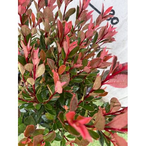 PHOTINIA X FRASERI CHICO NOVITA'