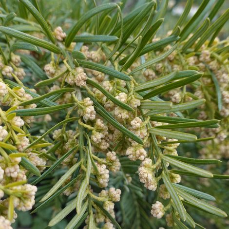 If à baies - Taxus baccata 80cm en pot (1/4)