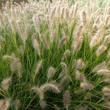 4 x Herbe aux écouvillons 'Gelbstiel' - godet 9x9 cm