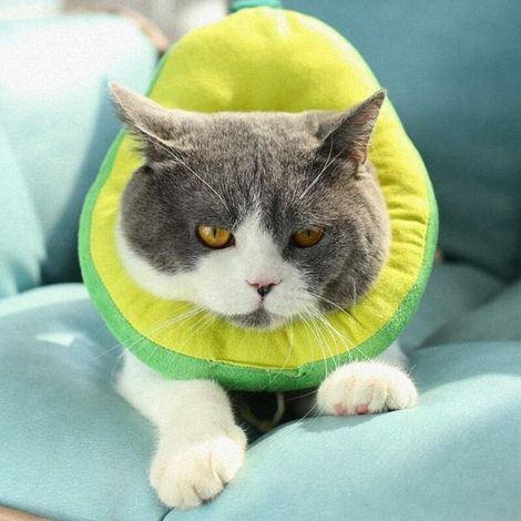 Collier De Récupération - Collier De Protection Pour Chat Et Chien - Forme Avocat Souple En Coton PP - Ajustable Jusqu'à 23 Cm - 1 Pièce (1/5)