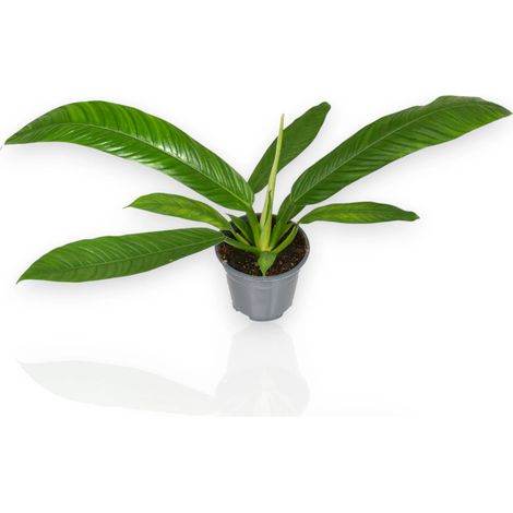 Gardenaria Philodendron 'Campii' - Pianta da interno ornamentale - Altezza: 40 cm (vaso 14) (1/5)